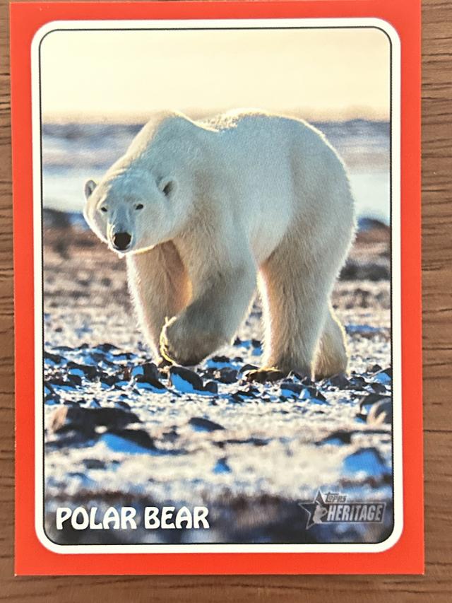 2024 Topps Heritage Polar Bear 1975 TOPPS ZOO WHO STICK ONS #75Z-9