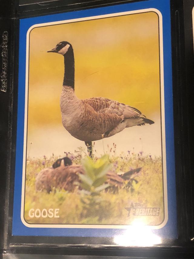 2024 Topps Heritage Goose 1975 TOPPS ZOO WHO STICK ONS Blue #75Z-13